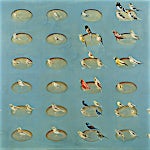 Frank Brunner: Montre med 68 fugler, 2001, 170 x 234 cm