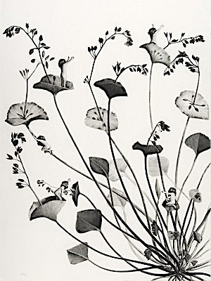 Sverre Malling, Many a blossom shall its leaves unfold #5, 2006, 76 x 57 cm