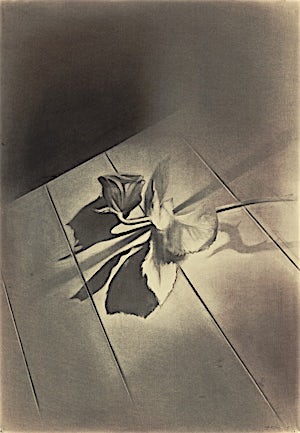 Ulf Nilsen, Rose is a rose is a rose is a rose III, 2013, 100 x 50 cm