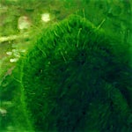 Vibeke Bärbel Slyngstad: Tropicana, 2000, 60 x 70 cm